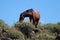 Dark liver chestnut wild horse stallion grazing on shrubs on ridge in the Salt River desert near Scottsdale Arizona USA