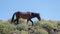 Dark liver chestnut wild horse stallion walking on rocky ridge in the Salt River desert near Scottsdale Arizona USA