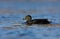 A dark male Mallard on icy river