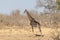 Dark male Southern Giraffe in Kruger Park, South Africa