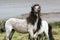 Dark mane of grey Dartmoor pony flowing during fight