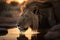 Dark-Maned Lion Quenches Thirst in Clear Stream with Sunset View, generative AI