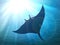 Dark manta ray in ocean