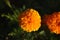 Dark marigold , flower, background