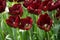 Dark Maroon tulip flowers in a garden in Lisse, Netherlands, Europe