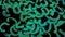 Dark Mint Green Hammer Coral Euphyllia in Ocean Current