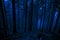 Dark misty forest (woods). Blue background for Halloween. Scary mistery fog