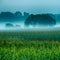 Dark misty morning over the corn field