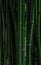 Dark and moody image of green bamboos