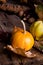 Dark moody rural still life with bright orange pumpkins, sunflower, physalis and colored autumn leaves. Autumnal composition on a