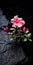 Dark And Moody Still Life: Pink Flower Blooming On Rock