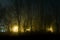 Dark moody trees, silhouetted against street lights, on a foggy, winters night