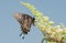 Dark morph of female Eastern Tiger Swallowtail butterfly feeding on a white Buddleia