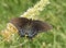 Dark morph of Tiger Swallowtail pollinating a Butterflybush