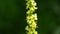 Dark mullein, Verbascum nigrum, flower