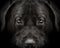 Dark muzzle labrador dog closeup. front view