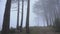 Dark mysterious burned forest landscape, fog