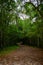 dark and mysterious footpath in the forest