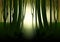Dark mysterious forest