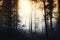 Dark mysterious forest with fog at sunset