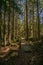 dark mysterious spruce tree forest with rocks and moss