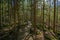 dark mysterious spruce tree forest with rocks and moss