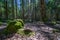 dark mysterious spruce tree forest with rocks and moss