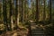 dark mysterious spruce tree forest with rocks and moss