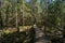 dark mysterious spruce tree forest with rocks and moss