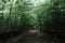 Dark Mystical Creepy Forest. Path in the Woods.