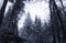 Dark Mystical Scary Evergreen Winter Trees Fir Enchanted Snow Dark Forest, Haunted, Horror, Creepy