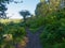 Dark, narrow woodland path on a hillside splits in two