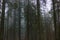 Dark natural coniferous damp forest in the daytime.