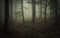 Dark natural forest with fog and green vegetation