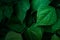 Dark natural leafy background