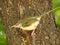 Dark necked Tailorbird