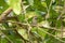 Dark Necked Tailorbird, Orthotomus atrogularis, Garbhanga Forest Reserve