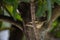 Dark Necked Tailorbird  stand on the branch of tree