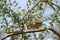 Dark Necked Tailorbird  stand on the branch of tree