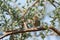 Dark Necked Tailorbird  stand on the branch of tree