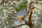 Dark Necked Tailorbird  stand on the branch of tree