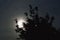 On a dark night, the moon shines through the branches in a light haze.