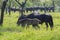 Dark old kladruby horses on pasture on meadow with trees, young baby animal with their mothers in tall grass, beautiful scene