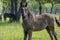 Dark old kladruby horses on pasture on meadow with trees, young baby animal with their mothers in tall grass, beautiful scene