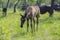 Dark old kladruby horses on pasture on meadow with trees, young baby animal with their mothers in tall grass, beautiful scene