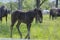 Dark old kladruby horses on pasture on meadow with trees, young baby animal with their mothers in tall grass, beautiful scene