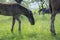 Dark old kladruby horses on pasture on meadow with trees, young baby animal with their mothers in tall grass, beautiful scene