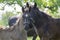 Dark old kladruby horses on pasture on meadow with trees, young baby animal with their mothers in tall grass, beautiful scene