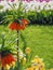 Dark orange Fritillaria Imperialis Aurora flowers with colorful tulip flower field background