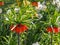 Dark orange Fritillaria Imperialis Aurora flowers with green leaves